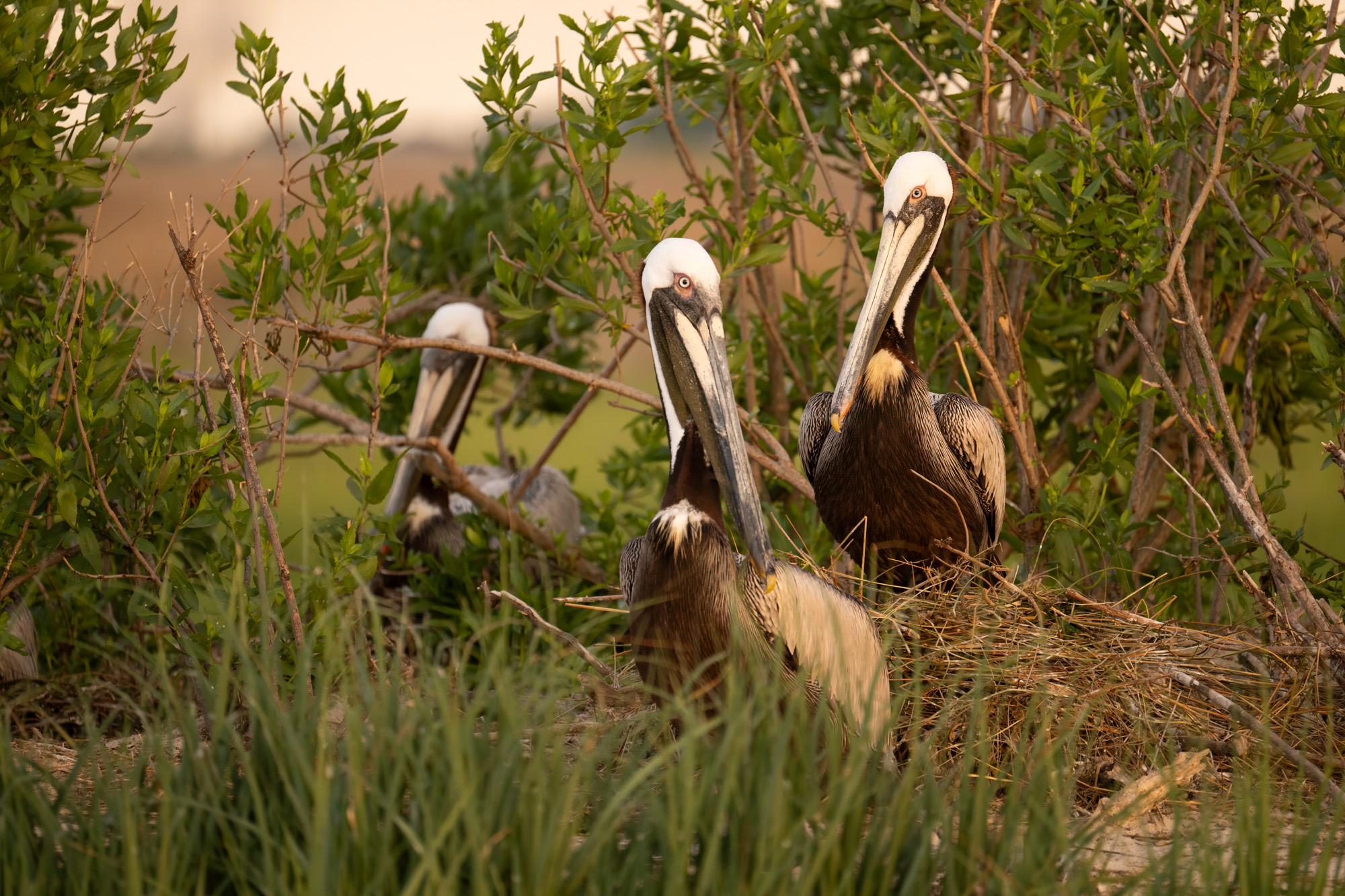 Chesapeake Birds